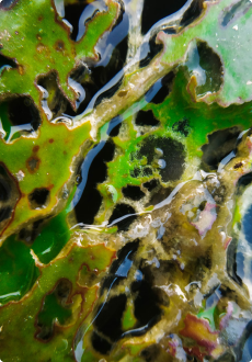 Algae (Haematococcus Pluvialis)