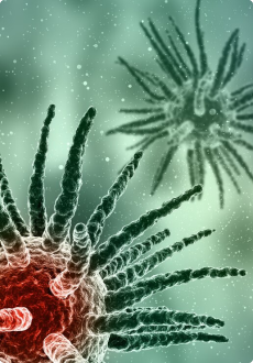 Bifidobacterium Animalis ssp. Lactis