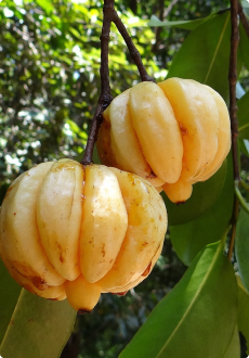 Garcinia Cambogia