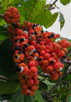 Guarana