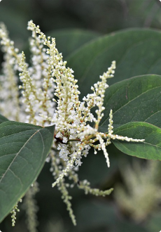 Japanese Knotweed