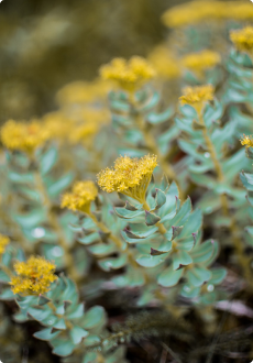 Rhodiola Rosea